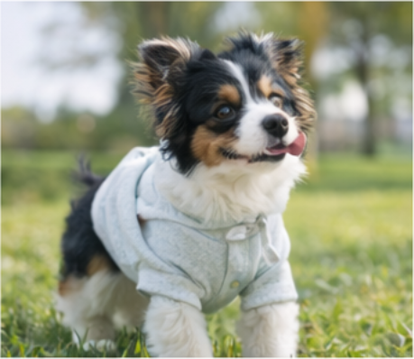 ペット服イメージ 05