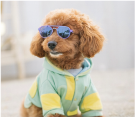 ペット服イメージ 08