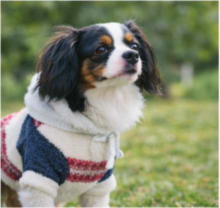 ペット服イメージ 10